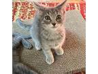 Adopt Twilight a Gray, Blue or Silver Tabby Domestic Shorthair (short coat) cat