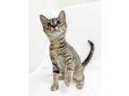 Adopt Petra a Brown Tabby Domestic Shorthair (short coat) cat in Greensboro