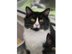 Adopt Zaggie 50055 a All Black Domestic Mediumhair / Domestic Shorthair / Mixed