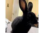 Adopt Jett a Other/Unknown / Mixed rabbit in Jacksonville, FL (38602393)