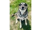 Adopt Hershey a Black Husky / Mixed dog in Baraboo, WI (38806433)