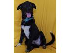 Adopt Gregory a Black - with White Australian Cattle Dog / Siberian Husky /