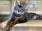Adopt Rouen a All Black Domestic Shorthair / Domestic Shorthair / Mixed cat in