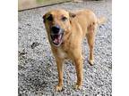 Adopt BIBI a German Shepherd Dog / Mixed Breed (Medium) / Mixed dog in Taylor