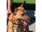 Adopt BIBI a German Shepherd Dog / Mixed Breed (Medium) / Mixed dog in Taylor