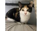 Adopt Tater a Calico or Dilute Calico Domestic Shorthair / Mixed cat in