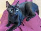 Adopt Ku'uipo a All Black Domestic Shorthair / Domestic Shorthair / Mixed cat in