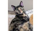 Adopt Leilani a Brown or Chocolate Domestic Shorthair / Domestic Shorthair /