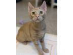 Adopt Koa a Orange or Red Domestic Shorthair / Domestic Shorthair / Mixed cat in