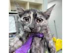 Adopt Mako Shark a Gray or Blue Domestic Shorthair / Mixed cat in Westminster