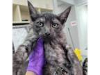 Adopt Hammerhead Shark a Gray or Blue Domestic Shorthair / Mixed cat in