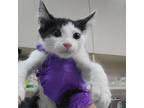 Adopt Tiger Shark a White Domestic Shorthair / Mixed cat in Westminster