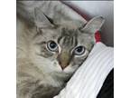 Adopt Maeling Rockbridge a Tiger Striped Siamese / Mixed cat in Merrifield