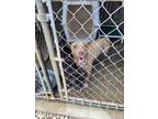 Adopt Sandy a Tan/Yellow/Fawn American Pit Bull Terrier / Mixed dog in