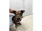 Adopt Scrappy a Brindle Corgi / Mixed dog in Moses Lake, WA (38799471)