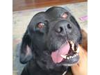 Adopt Dublin a Black Labrador Retriever / Mixed dog in Lynchburg, VA (38795690)
