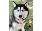 Adopt Rex a Black Husky / Mixed dog in Yakima, WA (38792569)