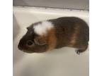 Adopt Chip a Guinea Pig small animal in Shawnee, KS (38791723)