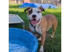 Adopt Nolan a Tan/Yellow/Fawn Mixed Breed (Medium) / Mixed dog in Philadelphia