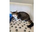 Adopt Amazon a White Domestic Shorthair / Domestic Shorthair / Mixed cat in