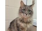 Adopt Holly (Princess) a Gray or Blue Domestic Longhair / Mixed cat in
