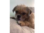 Adopt Dasiey a Brown/Chocolate - with White Shih Tzu / Poodle (Standard) / Mixed