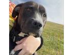 Adopt Fendi a Black Mixed Breed (Medium) / Mixed dog in Bedford, PA (38777700)