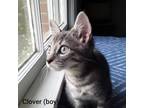 Adopt Clover - IN FOSTER a Gray or Blue Domestic Shorthair / Domestic Shorthair
