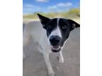 Adopt Hugo a White Australian Cattle Dog / Hound (Unknown Type) / Mixed dog in