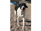 Adopt Henry a Black Australian Cattle Dog / Hound (Unknown Type) / Mixed dog in