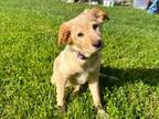 Adopt Cece a Tan/Yellow/Fawn - with White Golden Retriever / Labrador Retriever