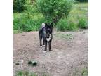 Adopt Pharoah a Black - with White Akita / Mixed dog in Middle Island
