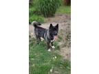Adopt King a Black - with White Akita / Mixed dog in Middle Island