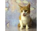 Adopt Momma a Orange or Red Domestic Shorthair / Mixed cat in Yuma