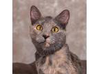 Adopt Junebug a Gray or Blue Domestic Shorthair / Mixed cat in Cincinnati
