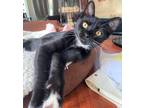 Adopt Dodge a Black & White or Tuxedo Domestic Shorthair (short coat) cat in