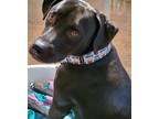 Adopt Apollo a Black - with White American Staffordshire Terrier / Chiweenie /