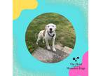 Adopt Oliver a White - with Tan, Yellow or Fawn Mixed Breed (Medium) / Mixed dog