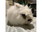 Adopt Jazzy a Lionhead rabbit in Mattawan, MI (38742455)