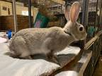 Adopt Jacques a Other/Unknown rabbit in Mattawan, MI (38742452)