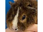 Adopt George a Guinea Pig small animal in Shawnee, KS (38742217)