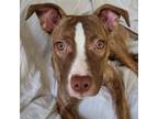 Adopt Little Miss a Brindle Pit Bull Terrier / Mixed dog in Philadelphia