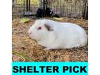 Adopt Yogurt a White Guinea Pig / Mixed small animal in Eugene, OR (38712261)