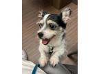 Adopt Willow a Tricolor (Tan/Brown & Black & White) Terrier (Unknown Type