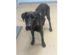 Adopt Rune Vine - IN FOSTER a Black Mixed Breed (Large) / Mixed dog in Chamblee