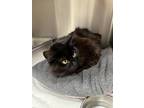 Adopt Freya a All Black Domestic Longhair / Domestic Shorthair / Mixed cat in
