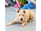 Adopt Alex a Tan/Yellow/Fawn Shar Pei / Chow Chow / Mixed dog in Philadelphia