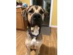 Adopt Zeus - In Foster! a Tan/Yellow/Fawn Mixed Breed (Large) / Mixed dog in