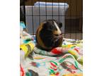 Adopt Wybie a Black Guinea Pig / Mixed small animal in Eugene, OR (38706993)