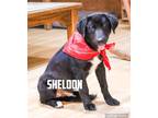 Adopt Sheldon a Black - with White Border Collie / Labrador Retriever / Mixed